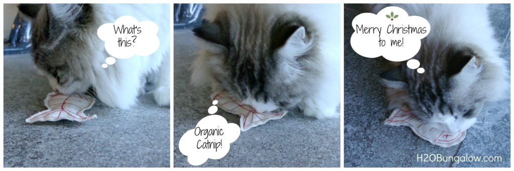 Cat with Orgamnic Catnip DIY Toy