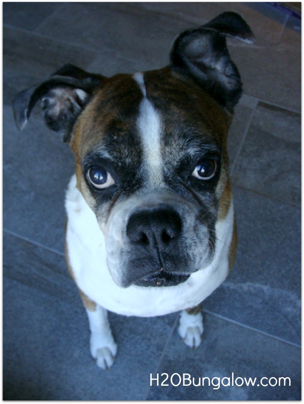 Dog waiting for a gluten free dog biscuit