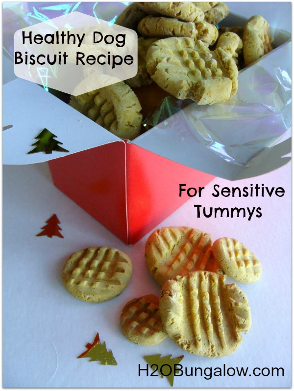 Healthy Dog Biscuit Recipe For Sensitive Tummys 