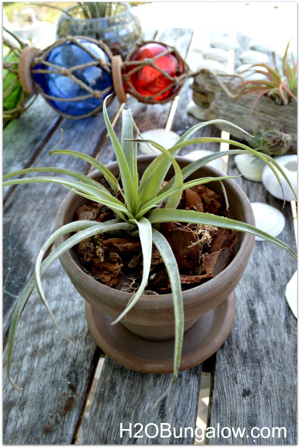 Some airplants look like traditioanl plants