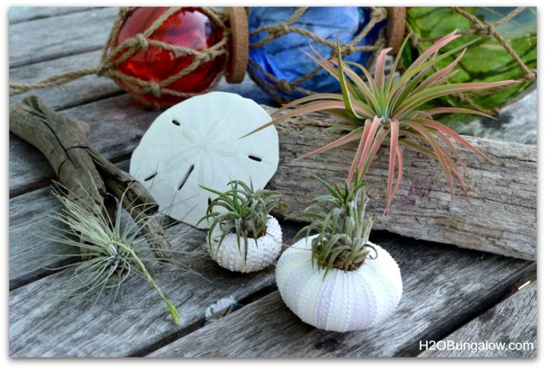 How To Care For Air Plants - H2OBungalow