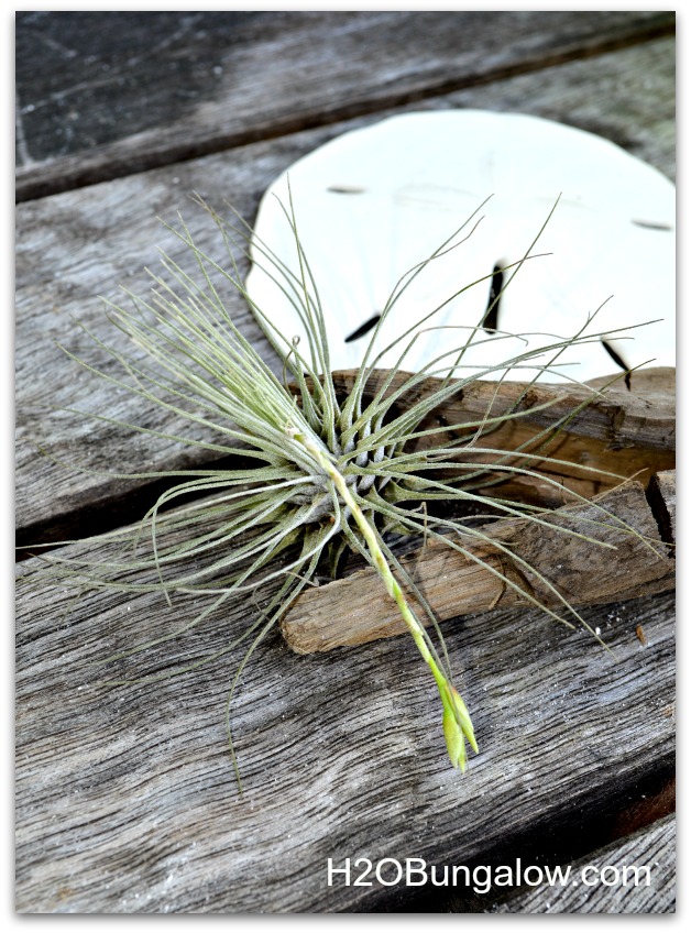 Some airplants bloom, like this one