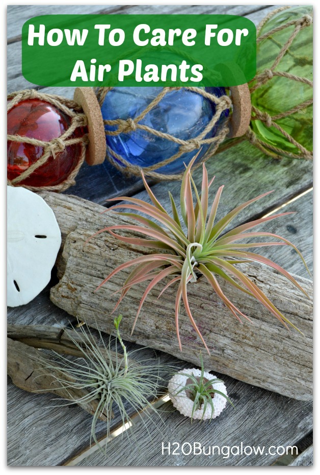 How To Care For Airplants