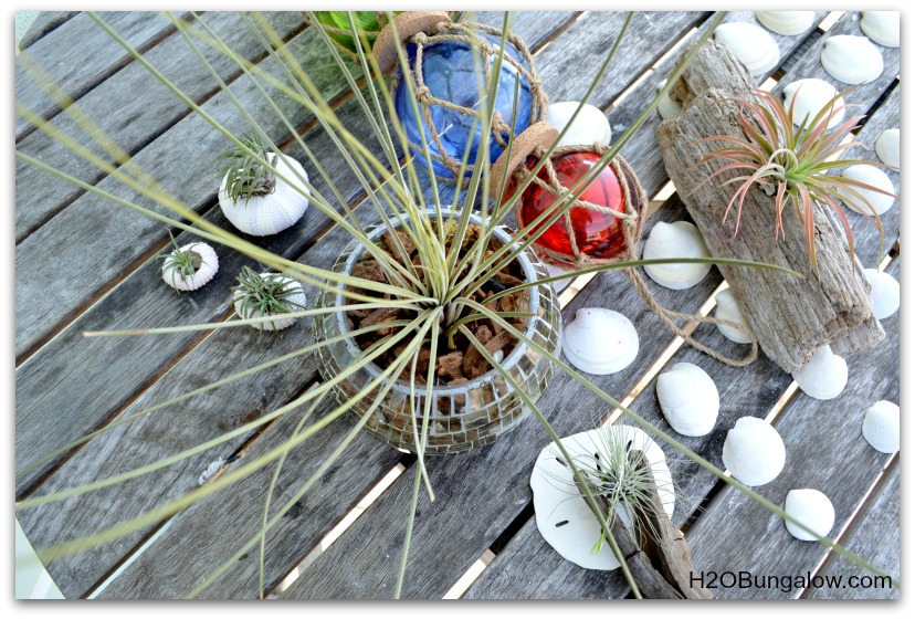 Group of airplants 