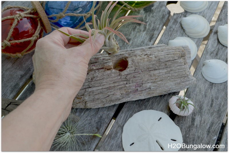 Mounting an airplant in driftwood 