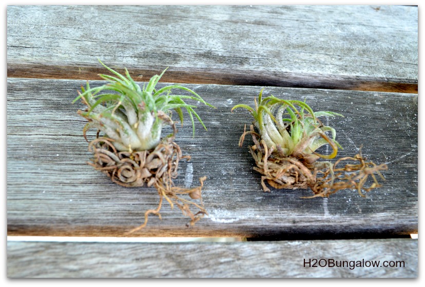 Airplants don't have traditional roots and can be divided