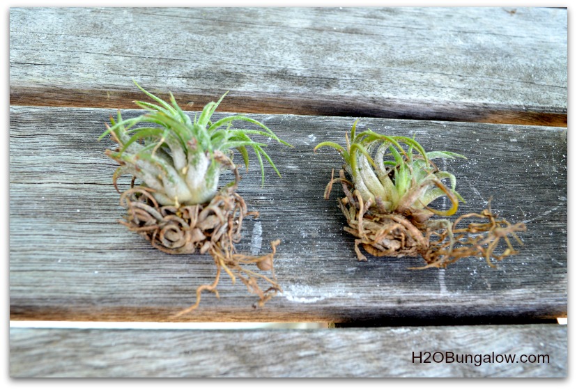 How To Care For Air Plants - H20Bungalow