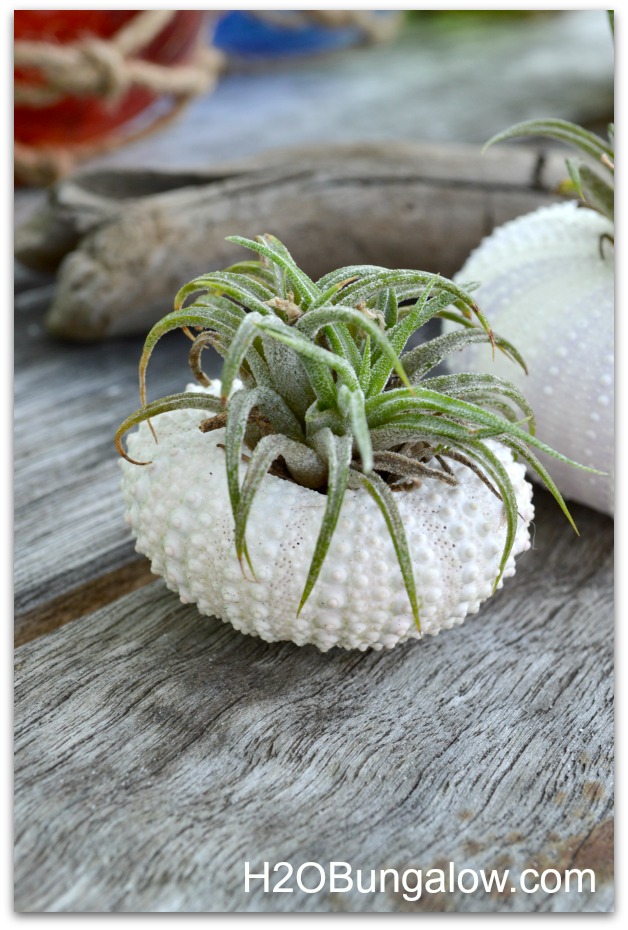 Small airplant in a sea urchin shell