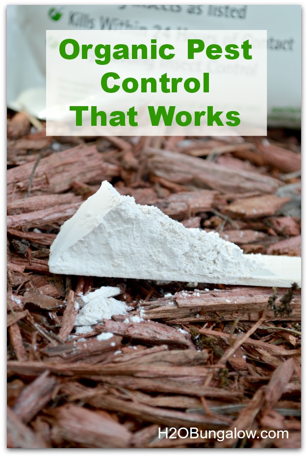 Use diatomaceous earth organic for a non-chemical green pest control solution that works and is harmless to pets and wildlife. It's super inexpensive too! www.H2OBungalow.com #organicpestcontrol #green #greenpestcontrol