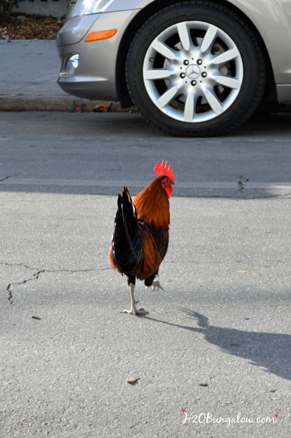 Gypsy chickens roam free H2OBungalow