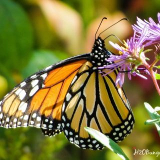 Monarch Butterfly in DIY butterfly garden with native plants See tutorial by H2OBungalow
