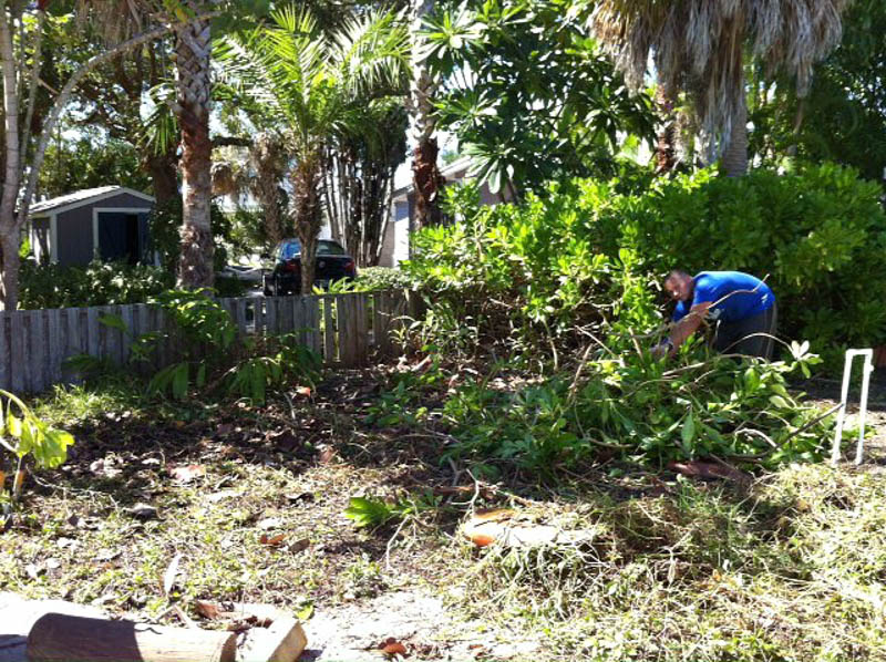 cleaning up overgrown landscaping