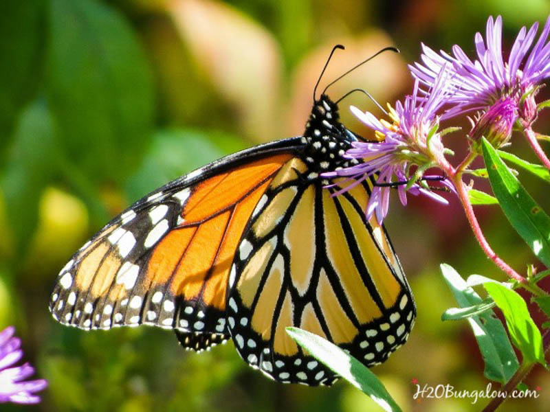 monarch butterfly on flowers