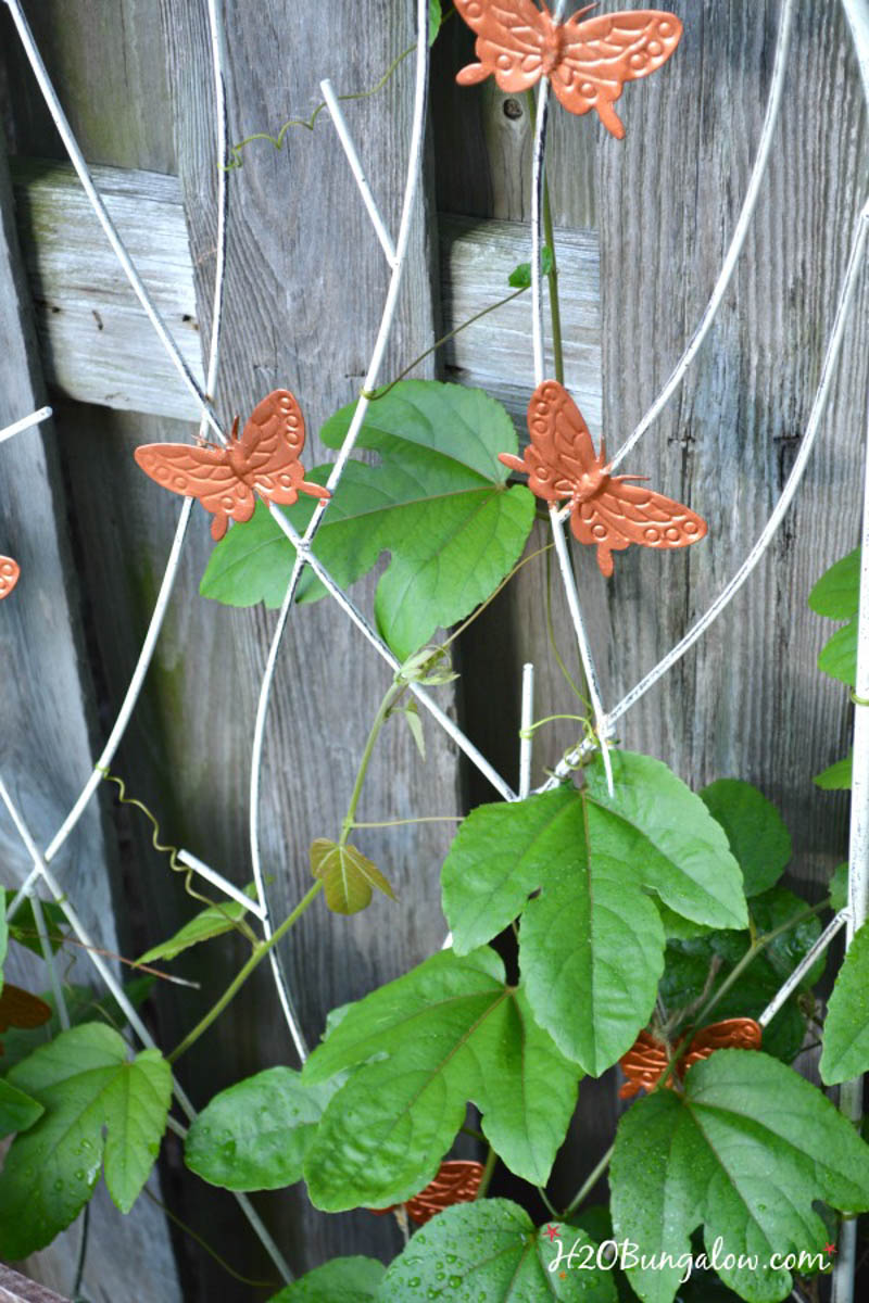 flower vine growing on a fence