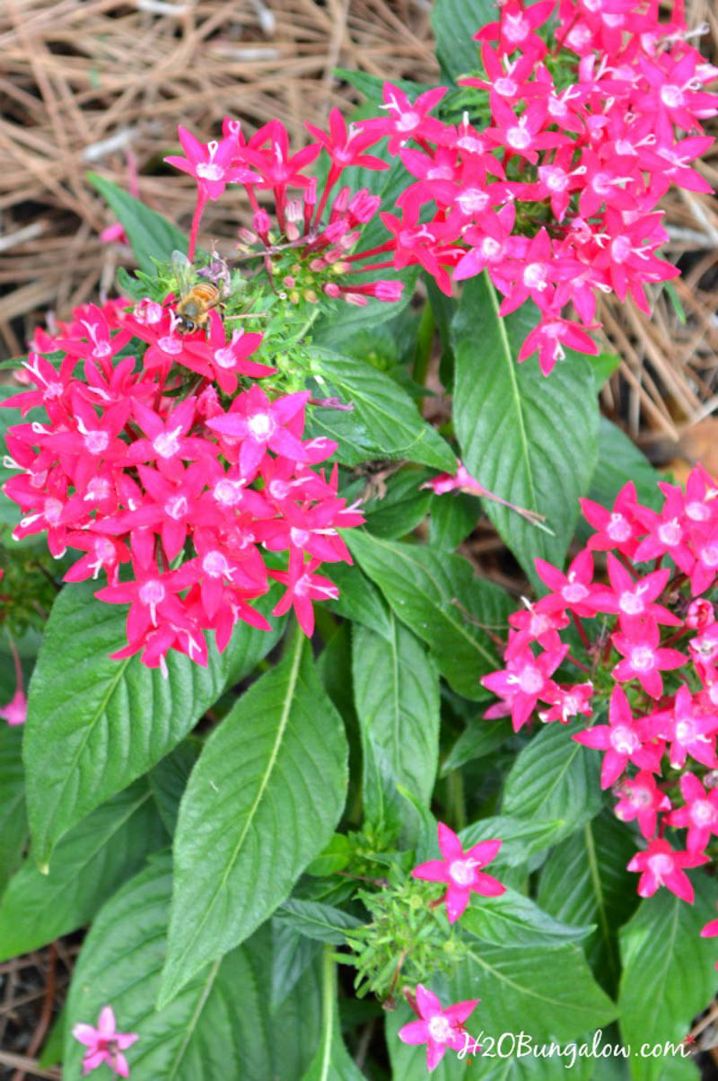 close up of pink flowers