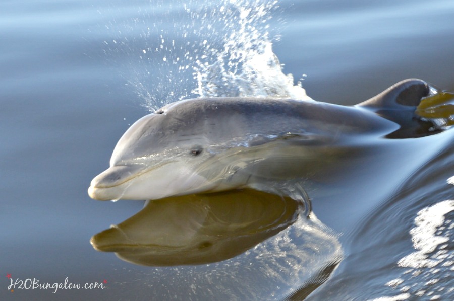 Dolphin_at-Cedar-Key-2.15