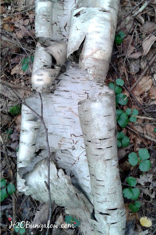 Piece of birch bark laying on the ground