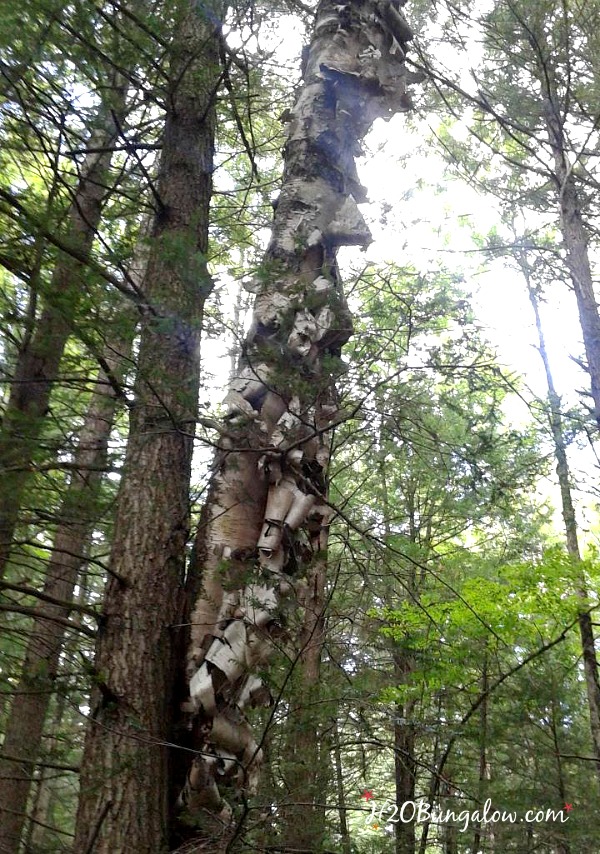 Birch tree in the woods with peeling bark