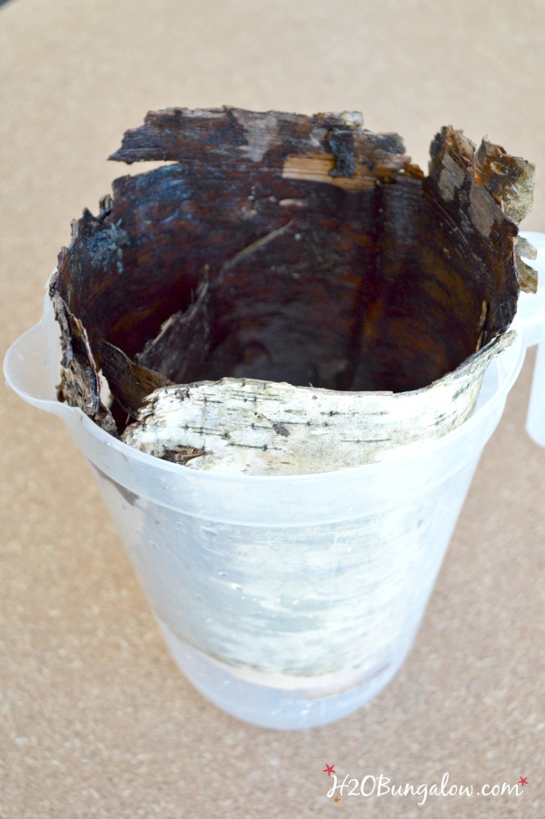 Birch bark soaking in plastic pitcher