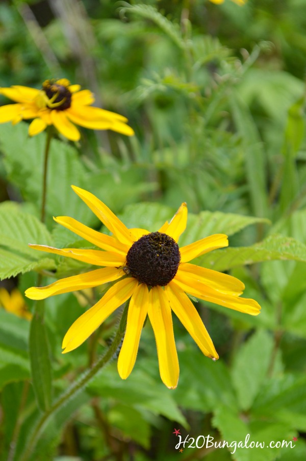 black eyed susan VT