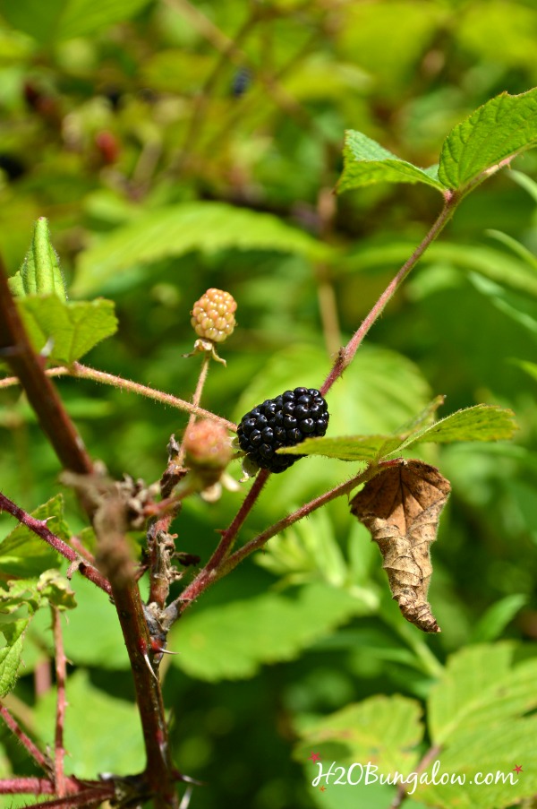 wild blackberries