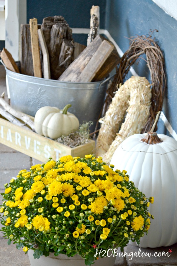 close up of yellow mums and white pumpkin