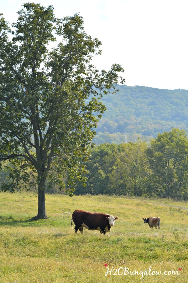 cows-in-paasture-h2obungalow