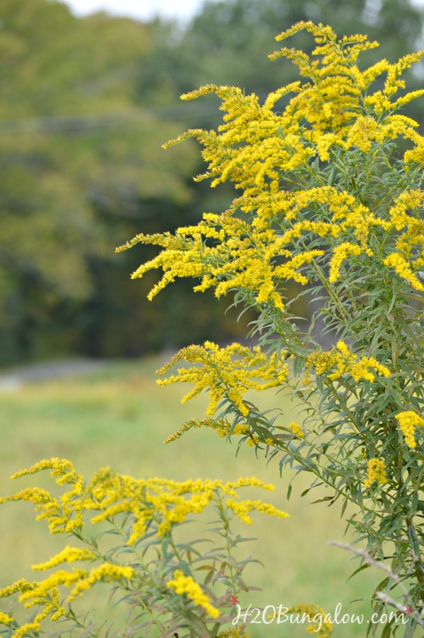 goldenrod-flower-h2obungalow