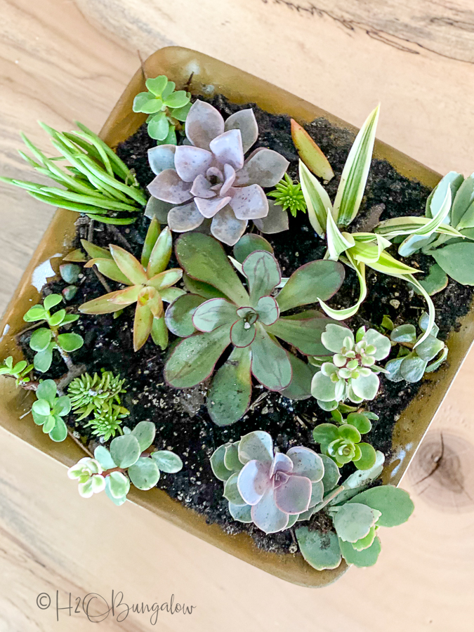 plants in DIY planter