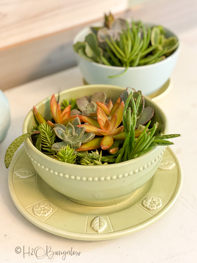 drilled drain holes in ceramic bowl with plants 