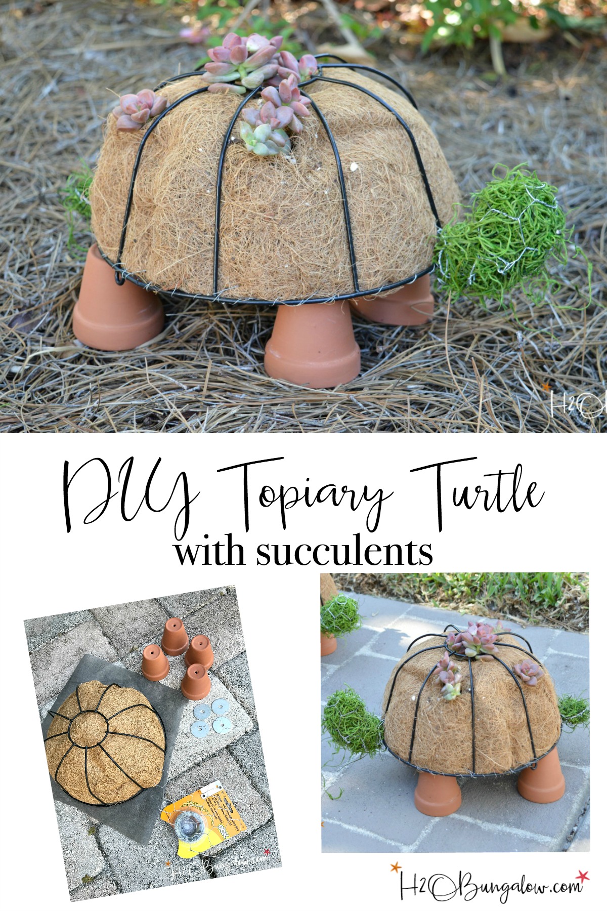  DIY turtle topiary with succulents pin image