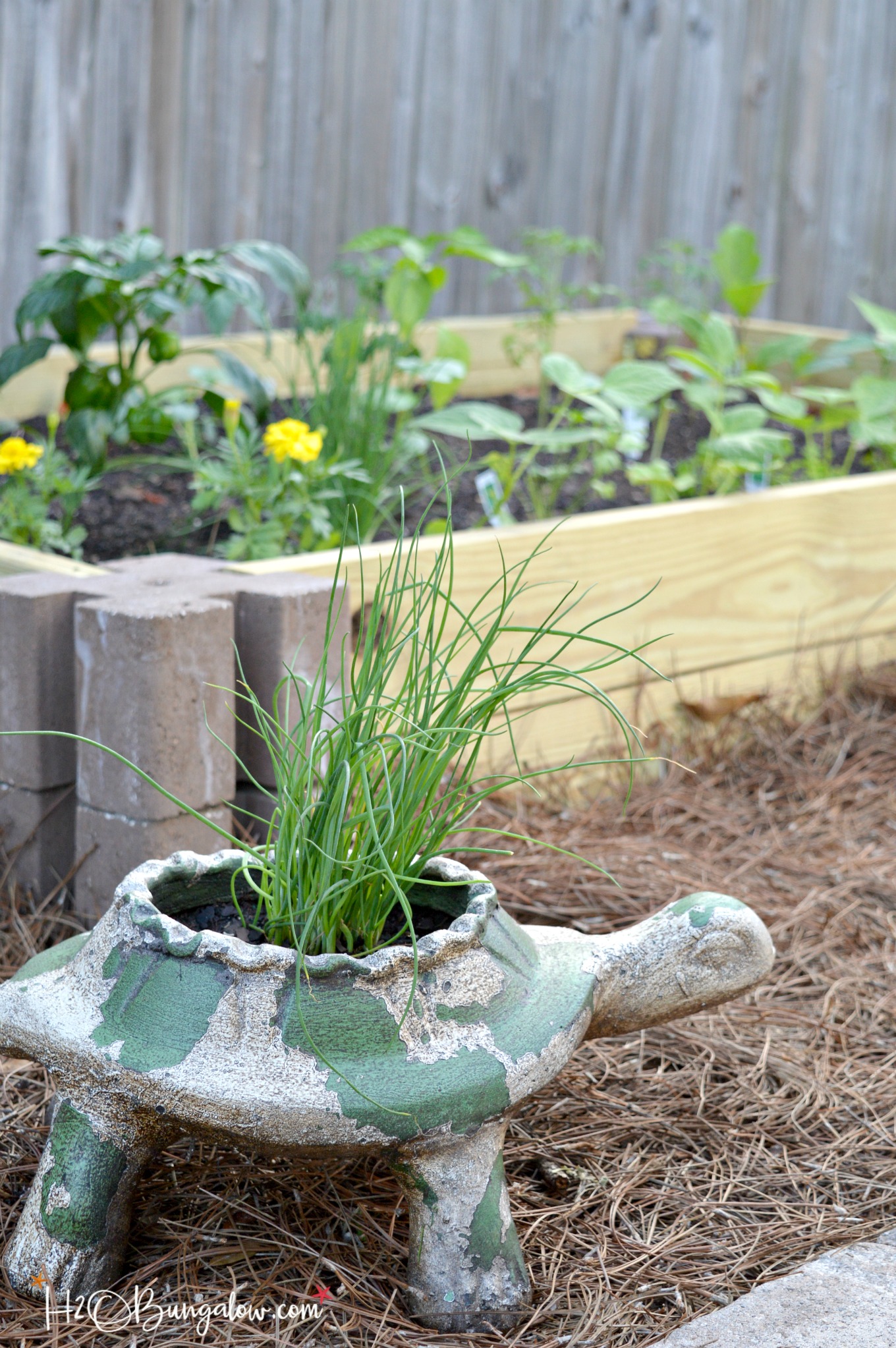 Raised garden bed spring outdoor DIY project with turtle planter with decorative grass.