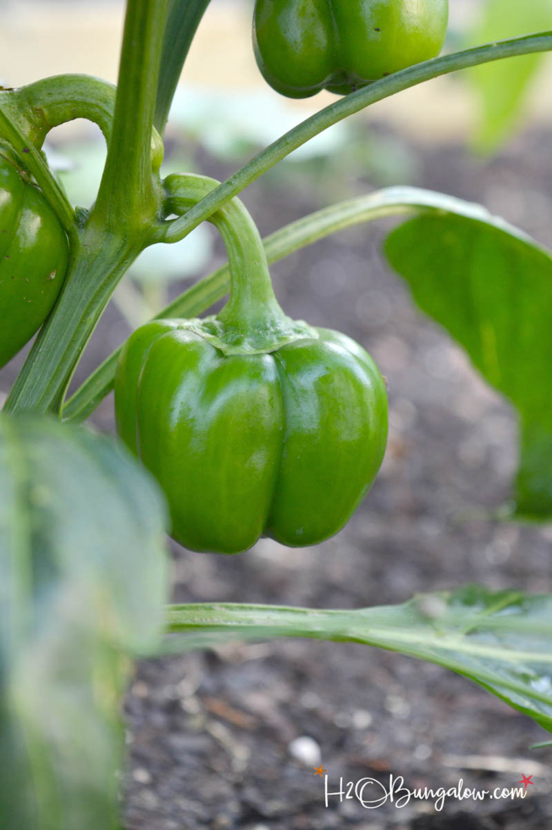close up of green pepper plant