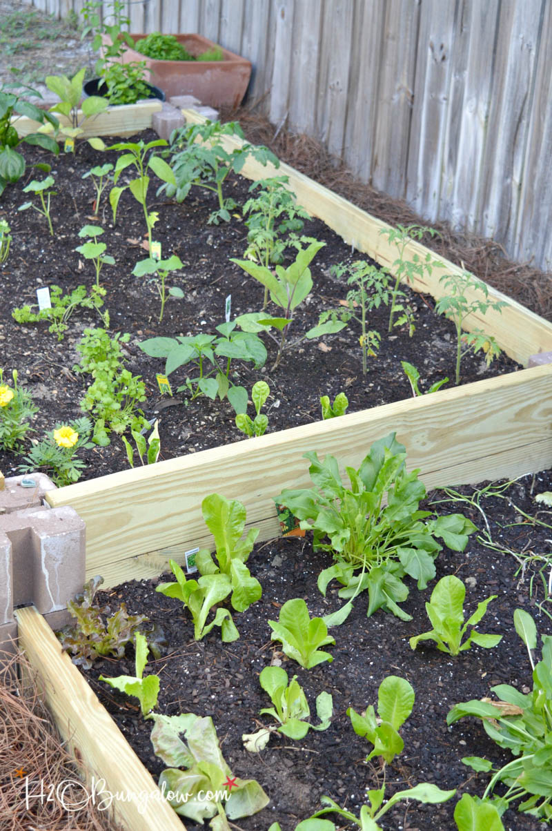 plants growing in the raised garden beds