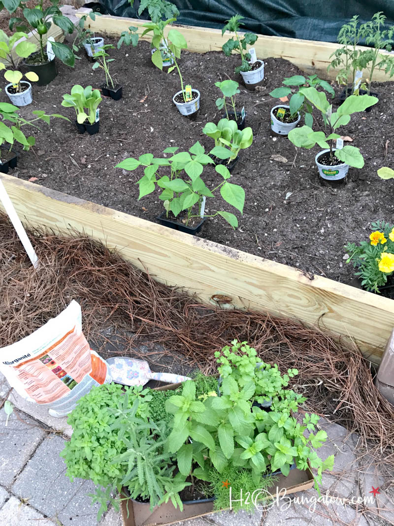 raised garden bed with plants in containers to determine layout 