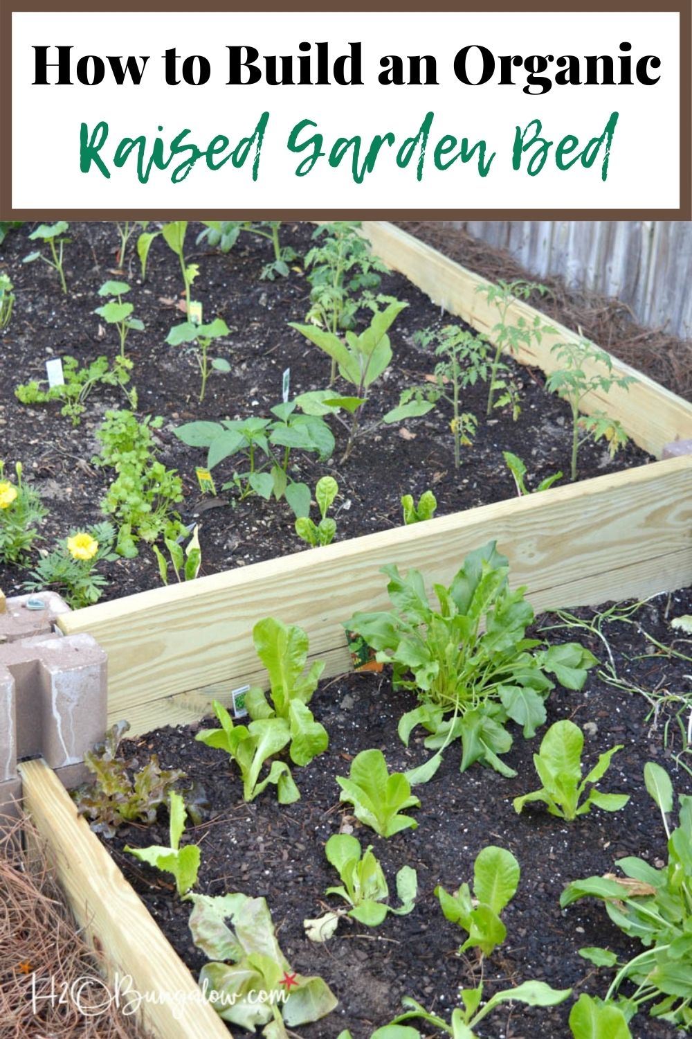 raised garden beds with plants and text overlay