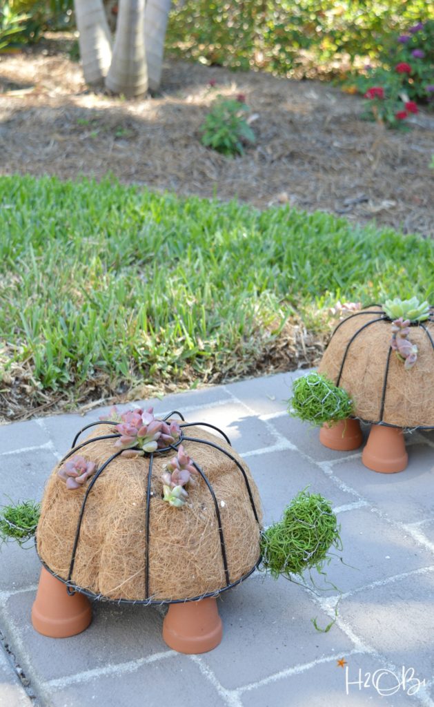 Turtle topiary on stone walkway with succulents planted in it