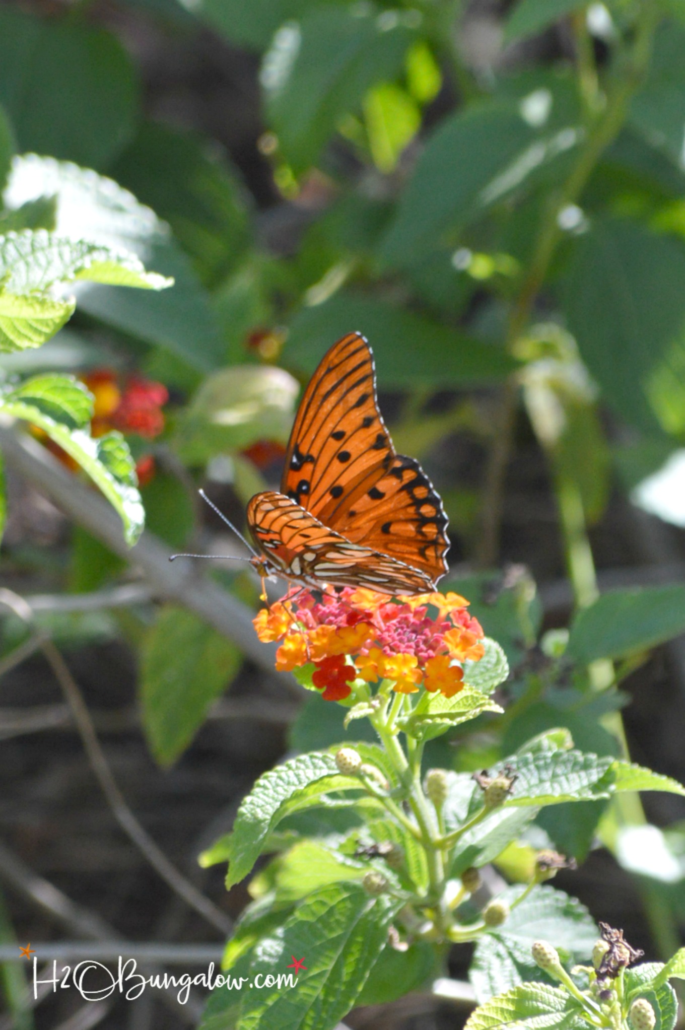 butterfly shown in garden