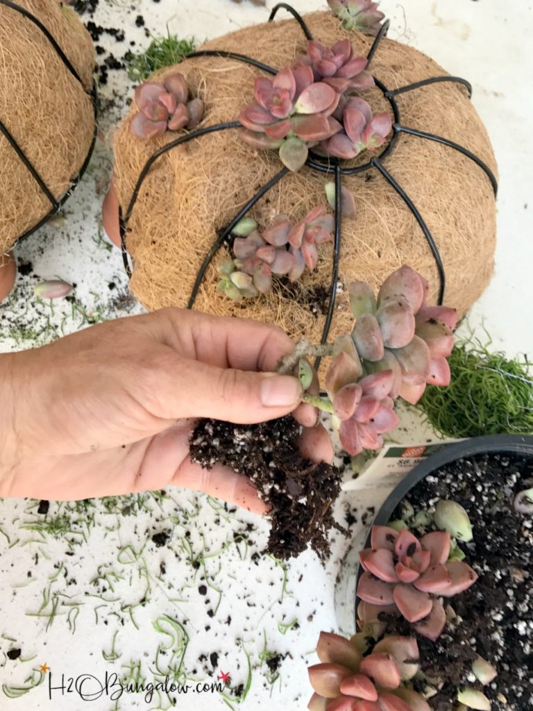 separating succulents to plant in the turtle topiary