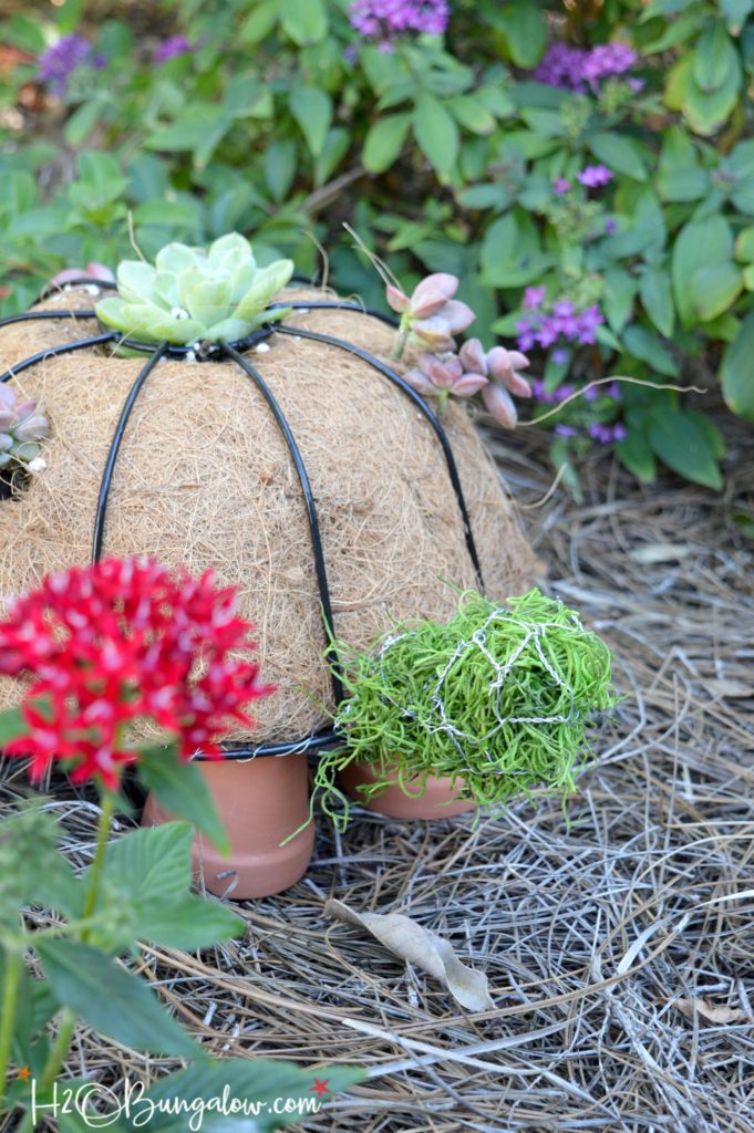 Turtle topiary with newly started succulents