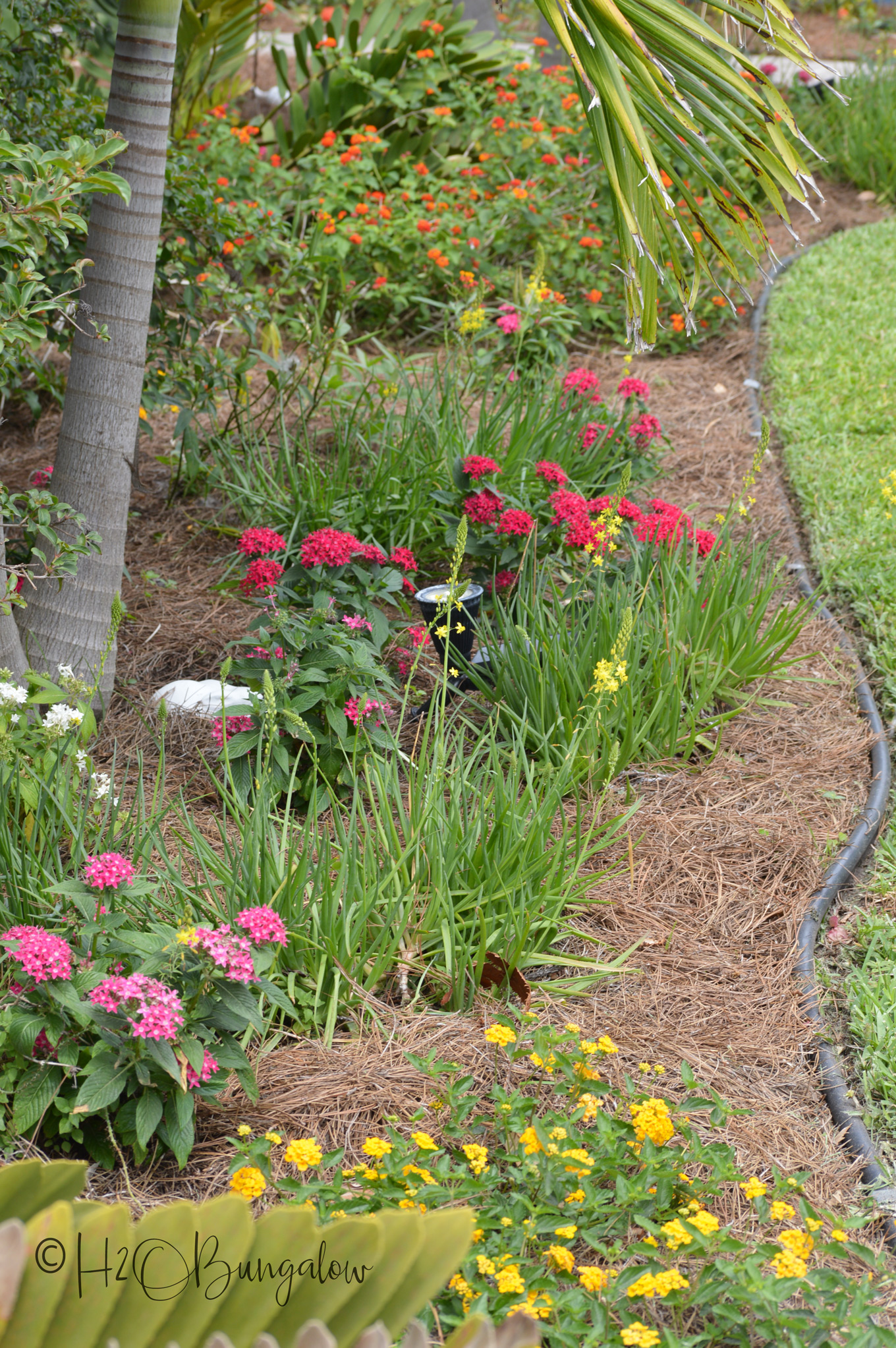 Welcome to the H2OBungalow Florida Spring Garden Tour. Spring has been brutal this year around the country, but not here on the west coast of Florida. My butterfly garden is full of monarch butterflies, flowers and lush greenery. Our Florida late spring garden is a lot like a summer garden elsewhere in the country.