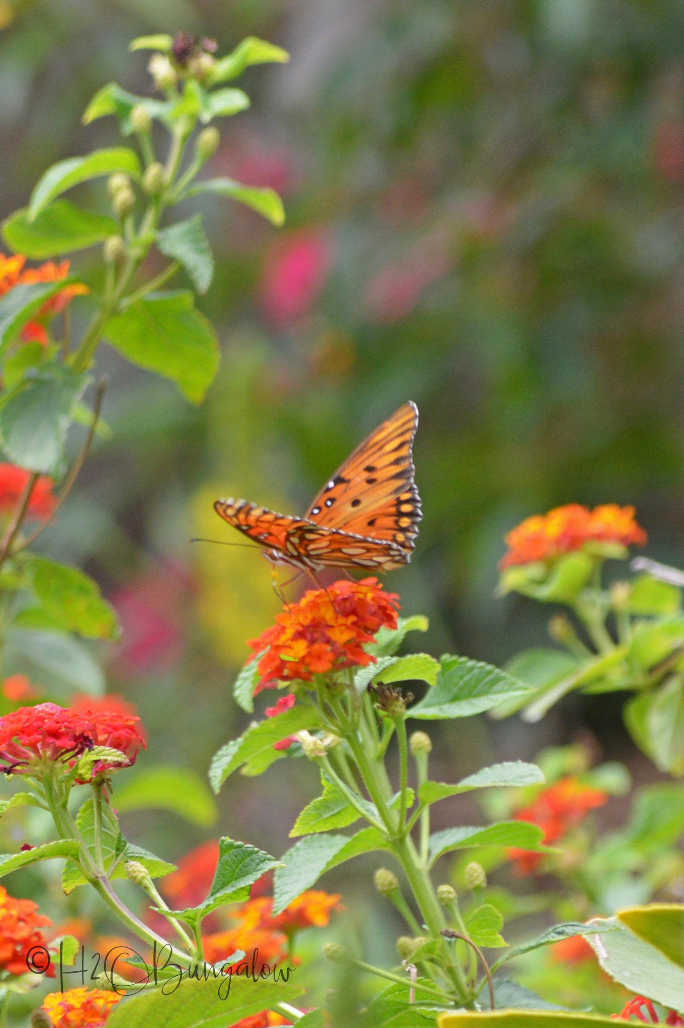 Welcome to the H2OBungalow Florida Spring Garden Tour. Spring has been brutal this year around the country, but not here on the west coast of Florida. My butterfly garden is full of monarch butterflies, flowers and lush greenery. Our Florida late spring garden is a lot like a summer garden elsewhere in the country.