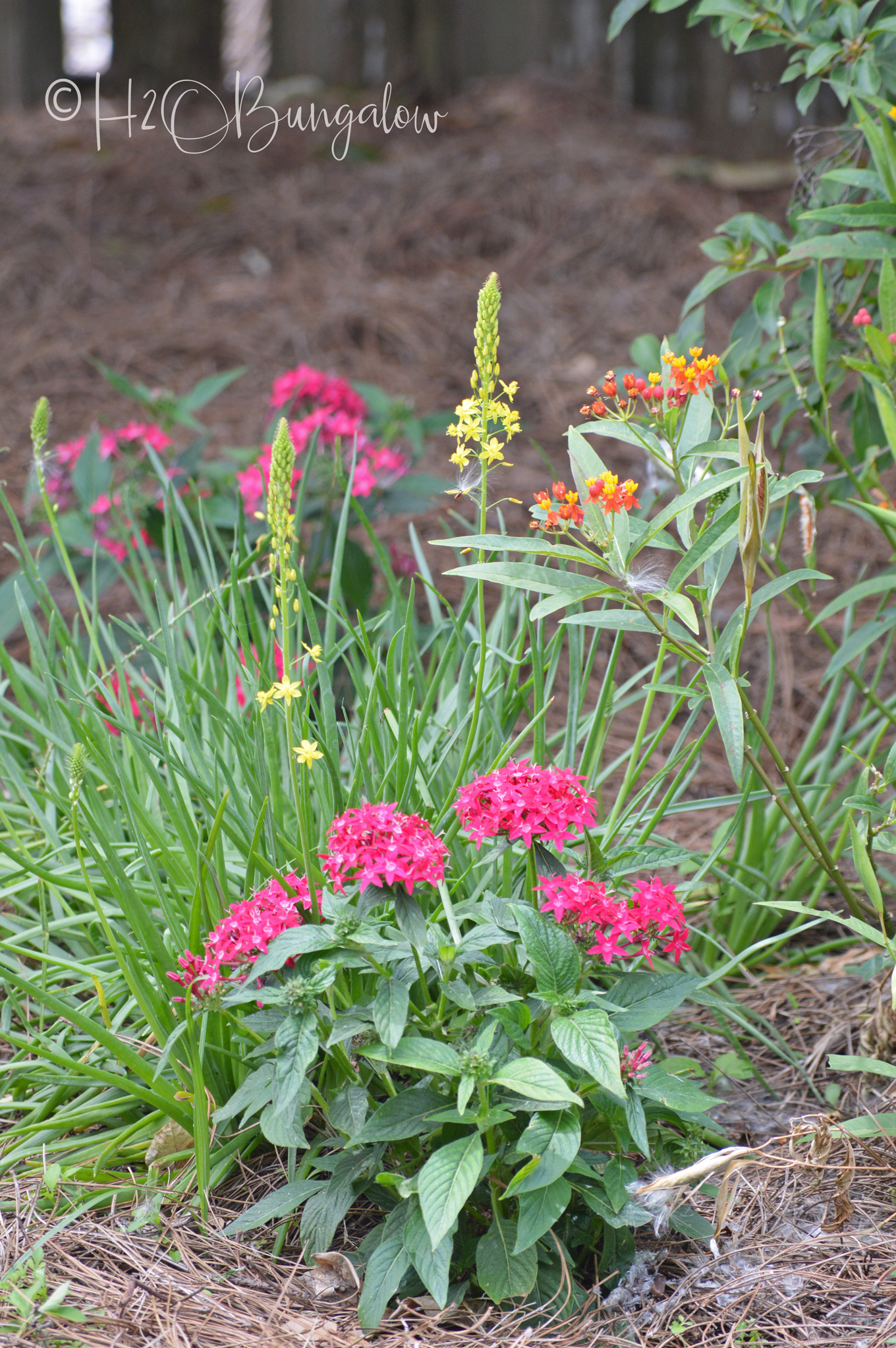 Welcome to the H2OBungalow Florida Spring Garden Tour. Spring has been brutal this year around the country, but not here on the west coast of Florida. My butterfly garden is full of monarch butterflies, flowers and lush greenery. Our Florida late spring garden is a lot like a summer garden elsewhere in the country.