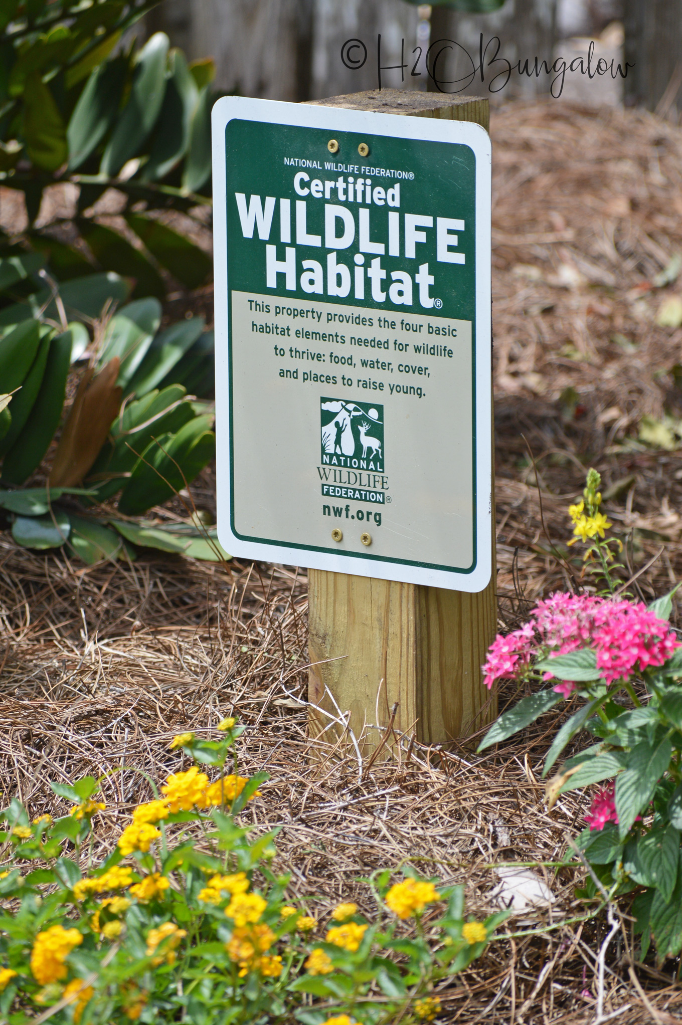 Welcome to the H2OBungalow Florida Spring Garden Tour. Spring has been brutal this year around the country, but not here on the west coast of Florida. My butterfly garden is full of monarch butterflies, flowers and lush greenery. Our Florida late spring garden is a lot like a summer garden elsewhere in the country.