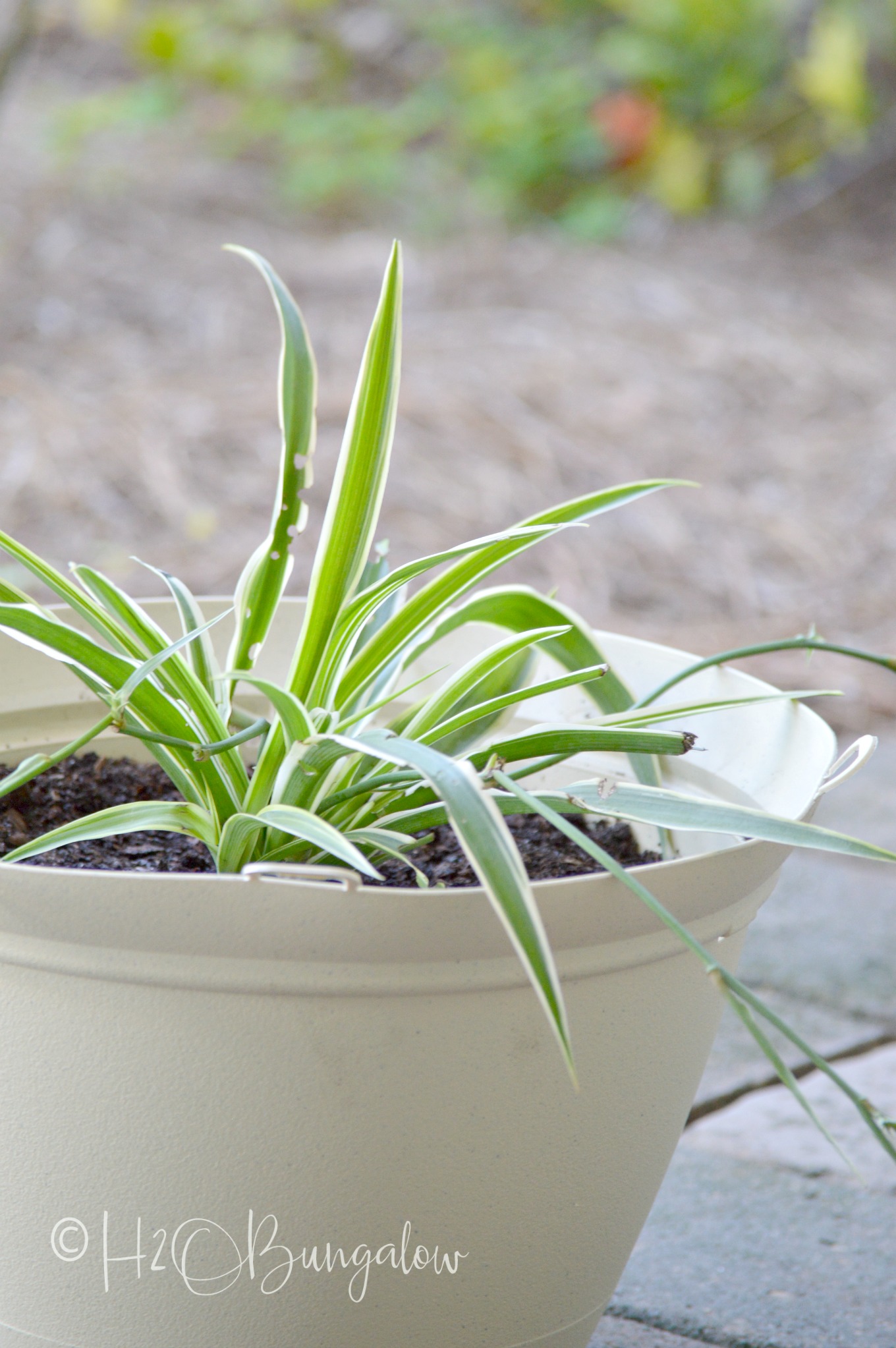 13 tough low light indoor plants that look great in any decor. Many of these low light plants are drought tolerant, and grow without much care