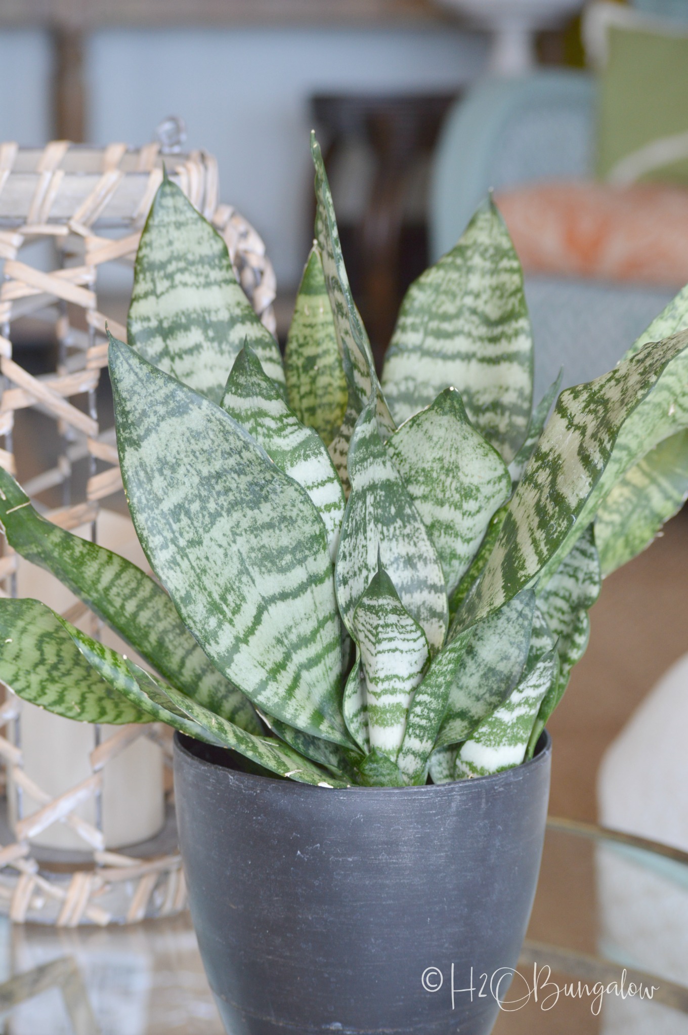 13 tough low light indoor plants that look great in any decor. Many of these low light plants are drought tolerant, and grow without much care. I've grouped these easy to grow hardy plants by vines, palms and other pretty indoor low light plants. 
