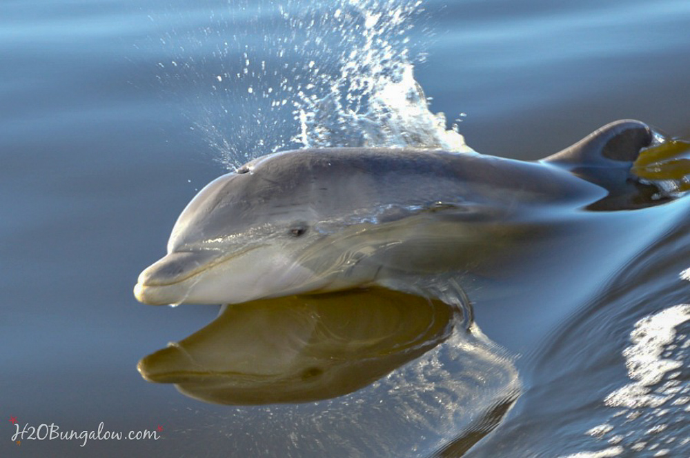 dolphin swimming in fl. Climate change will hurt them