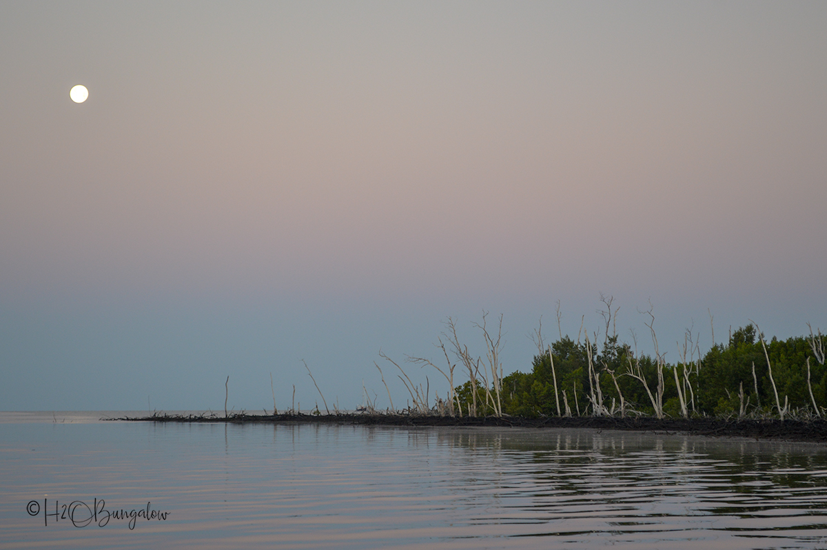 Shark River Everglades. FL