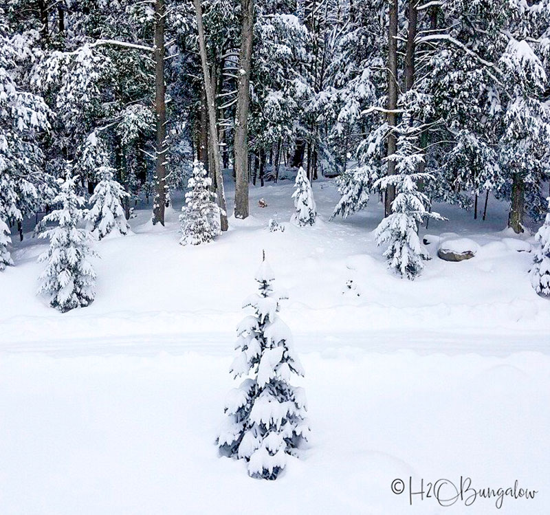 snow in the forest in Vermont